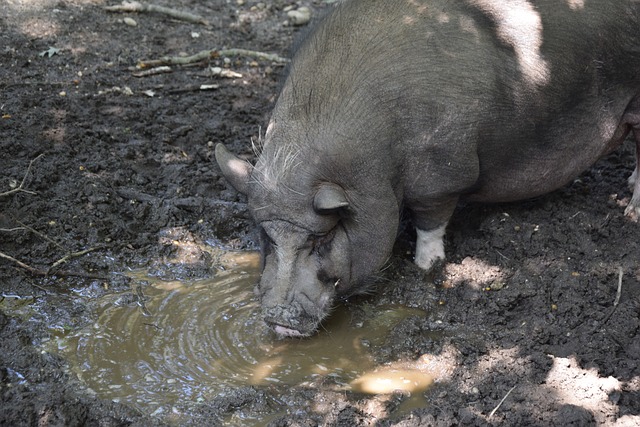 德甲豪門拜 德甲豪門拜